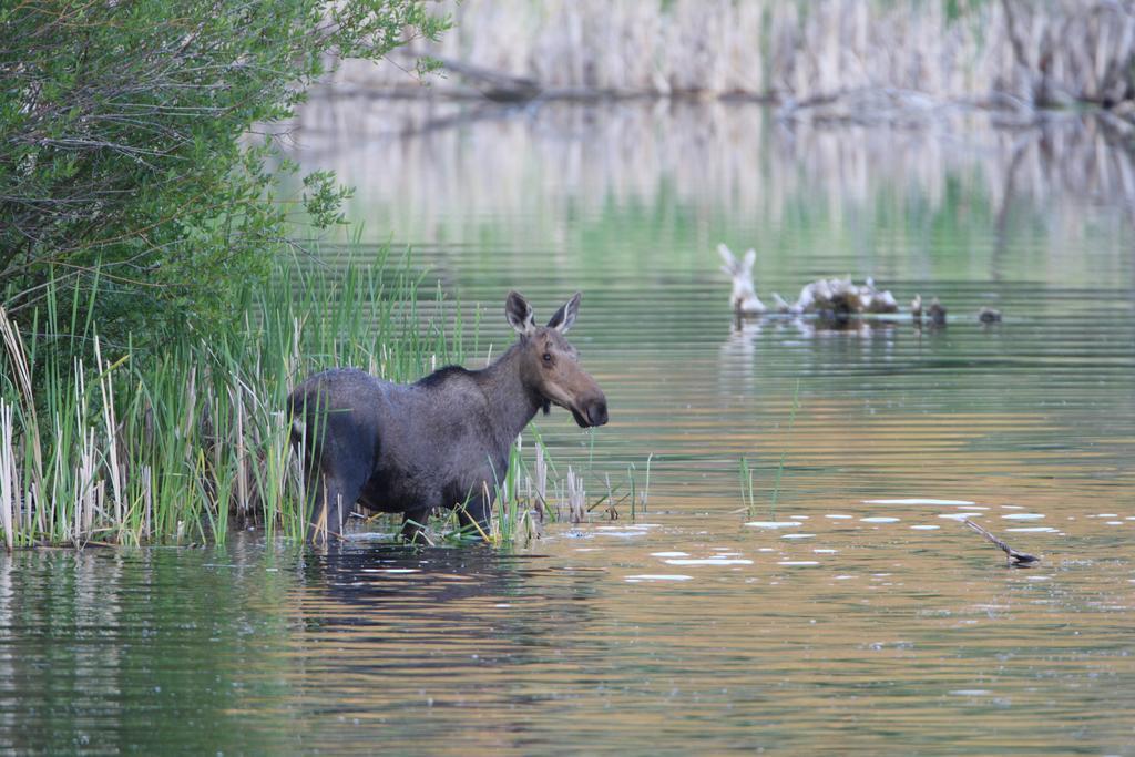 Lac Le Jeune Resort & Nature Centre Kamloops Eksteriør billede